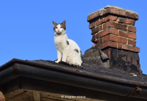 cats - ploiesti