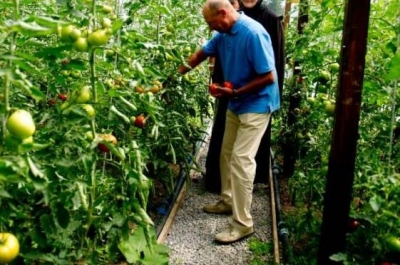 Ai sapte motive sa nu mai cultivi rosii, bai domnule presedinte