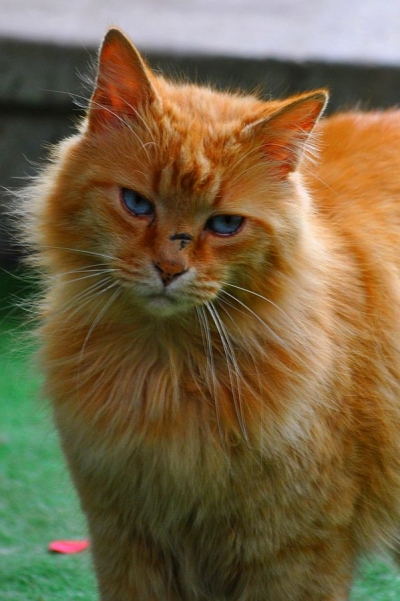 Portret de pisică