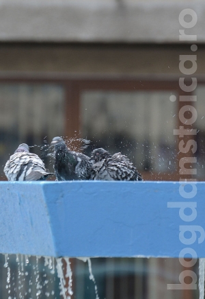 pigeon bath