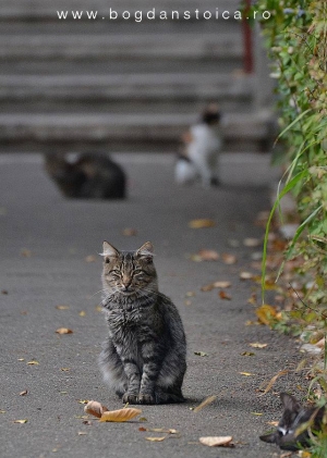 cats - ploiesti